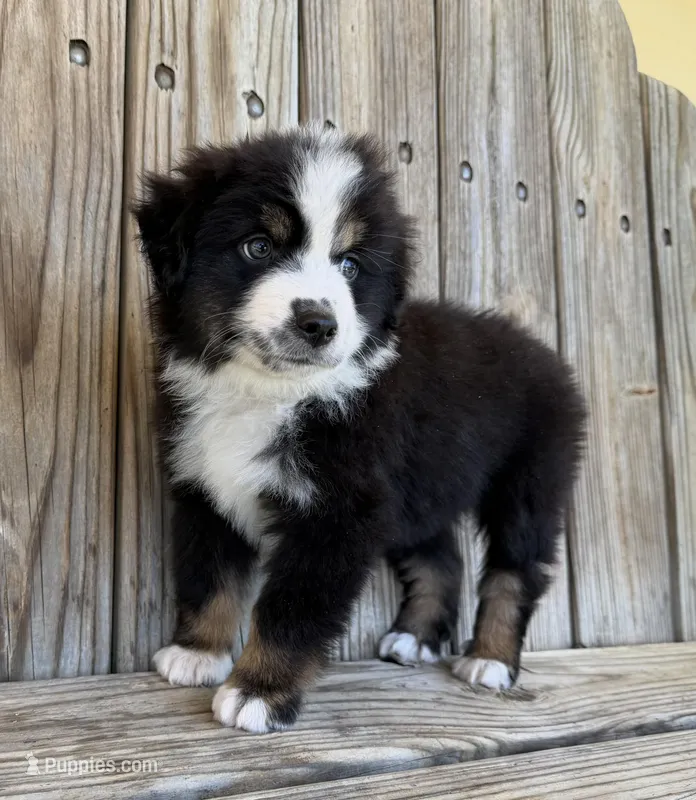 Dallas – Miniature Australian Shepherd puppy for sale in Honey Grove, TX