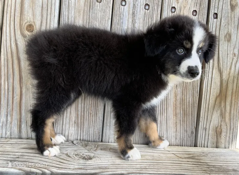 Dallas – Miniature Australian Shepherd puppy for sale in Honey Grove, TX