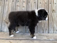 Dallas, a male Miniature Australian Shepherd for sale in Honey Grove, TX – Photo 8 of 9