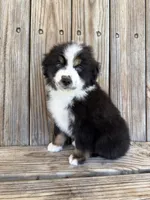 Dallas, a male Miniature Australian Shepherd for sale in Honey Grove, TX – Photo 5 of 9