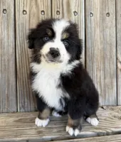 Dallas, a male Miniature Australian Shepherd for sale in Honey Grove, TX – Photo 7 of 9