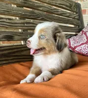 Gus, a male Miniature Australian Shepherd for sale in Honey Grove, TX – 8 of 9