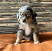 Connor , a male Miniature Australian Shepherd for sale in Honey Grove, TX – 2 of 8