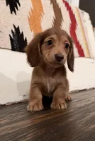 Sunny , a female Miniature Dachshund for sale in Honey Grove, TX – 5 of 10