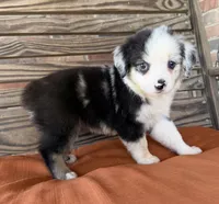 Indie, a female Miniature Australian Shepherd for sale in Honey Grove, TX – 2 of 10