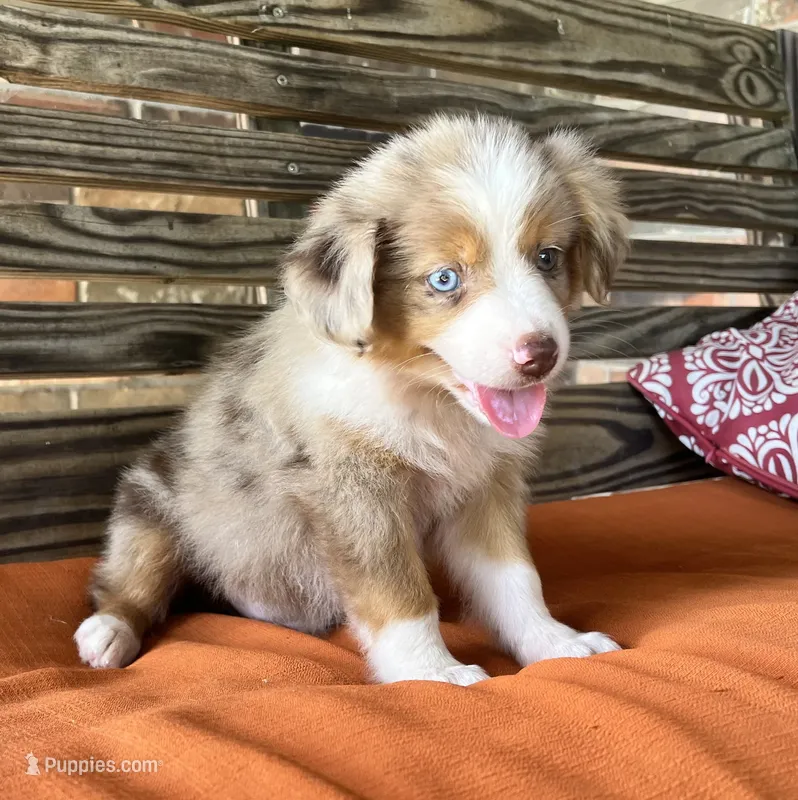 Gus – Miniature Australian Shepherd puppy for sale in Honey Grove, TX
