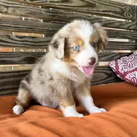 Gus, a male Miniature Australian Shepherd for sale in Honey Grove, TX – 1 of 9