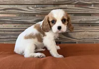 Stella, a female Cavalier King Charles Spaniel for sale in Honey Grove, TX – 5 of 8
