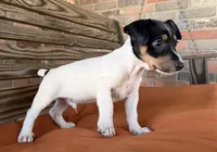 Baker, a male Rat Terrier for sale in Honey Grove, TX – 5 of 10