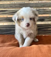 Sam, a male Miniature Australian Shepherd for sale in Honey Grove, TX – 2 of 10