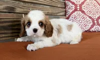 Conner , a male Cavalier King Charles Spaniel for sale in Honey Grove, TX – 8 of 10