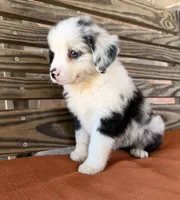 Indie, a female Miniature Australian Shepherd for sale in Honey Grove, TX – 3 of 10