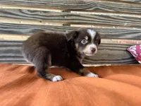 Max, a male Miniature Australian Shepherd for sale in Honey Grove, TX – 5 of 7