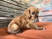 Burk , a male Cavalier King Charles Spaniel for sale in Honey Grove, TX – 9 of 10