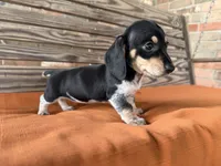 Kara, a female Miniature Dachshund for sale in Honey Grove, TX – 3 of 10
