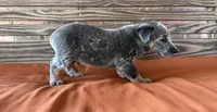 Cami, a female Australian Cattle Dog for sale in Honey Grove, TX – 5 of 10