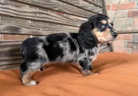 Daisy , a female Miniature Dachshund for sale in Honey Grove, TX – 4 of 7