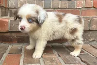 Mel, a female Miniature Australian Shepherd for sale in Honey Grove, TX – 2 of 7