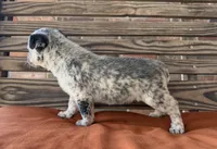 Remi, a female Australian Cattle Dog for sale in Honey Grove, TX – 6 of 10