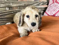Willow, a female Miniature Dachshund for sale in Honey Grove, TX – 3 of 10