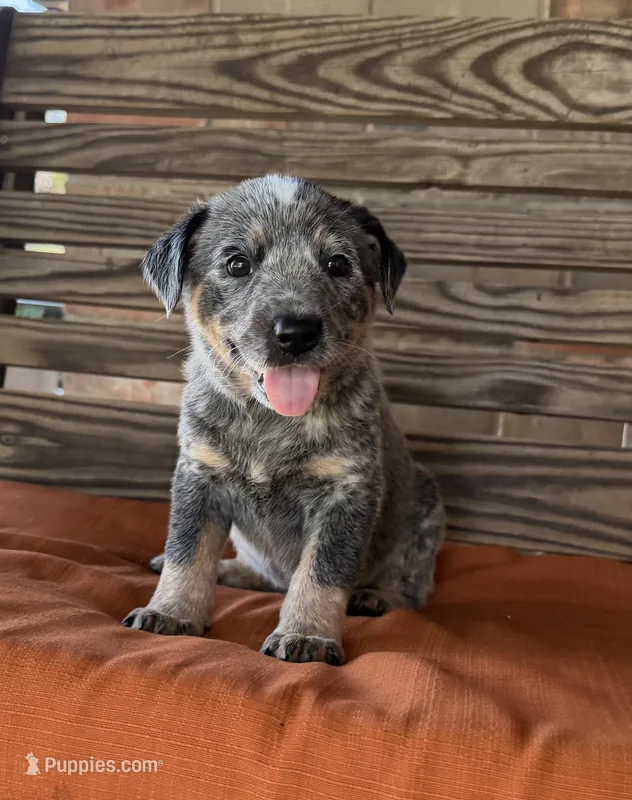 Skye – Australian Cattle Dog puppy for sale in Honey Grove, TX