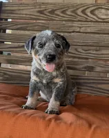 Skye, a female Australian Cattle Dog for sale in Honey Grove, TX – 8 of 10