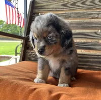 Connor , a male Miniature Australian Shepherd for sale in Honey Grove, TX – 8 of 8