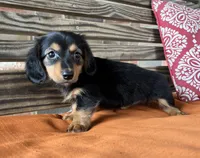 Sloan, a female Miniature Dachshund for sale in Honey Grove, TX – 9 of 10
