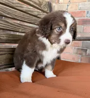 Luca, a male Miniature Australian Shepherd for sale in Honey Grove, TX – 9 of 10