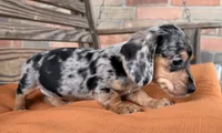 Pepper, a female Miniature Dachshund for sale in Honey Grove, TX – 3 of 9