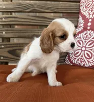 Stella, a female Cavalier King Charles Spaniel for sale in Honey Grove, TX – 3 of 8