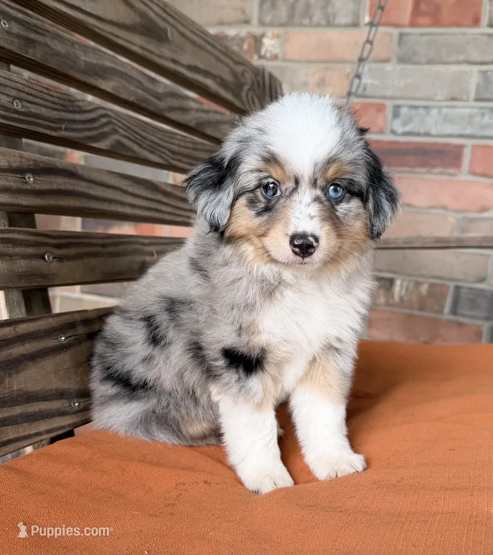 Stella – Miniature Australian Shepherd puppy for sale in Honey Grove, TX