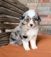 Stella, a female Miniature Australian Shepherd for sale in Honey Grove, TX – 1 of 9