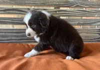 Millie, a female Miniature Australian Shepherd for sale in Honey Grove, TX – 7 of 10