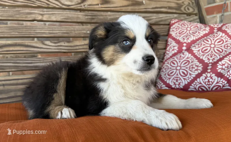 Briar – Miniature Australian Shepherd puppy for sale in Honey Grove, TX