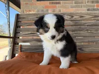 Briar, a female Miniature Australian Shepherd for sale in Honey Grove, TX – Photo 10 of 10