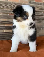 Briar, a female Miniature Australian Shepherd for sale in Honey Grove, TX – Photo 2 of 10
