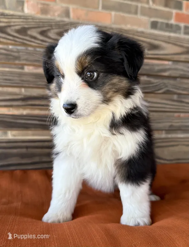 Briar, a female Miniature Australian Shepherd for sale in Honey Grove, TX – Photo 1 of 10
