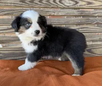 Briar, a female Miniature Australian Shepherd for sale in Honey Grove, TX – Photo 5 of 10