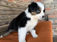 Briar, a female Miniature Australian Shepherd for sale in Honey Grove, TX – Photo 6 of 10
