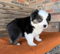 Briar, a female Miniature Australian Shepherd for sale in Honey Grove, TX – Photo 4 of 10