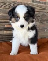 Briar, a female Miniature Australian Shepherd for sale in Honey Grove, TX – Photo 3 of 10