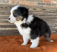 Briar, a female Miniature Australian Shepherd for sale in Honey Grove, TX – Photo 7 of 10