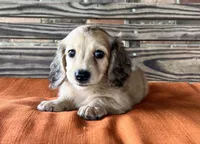 Willow, a female Miniature Dachshund for sale in Honey Grove, TX – 6 of 10