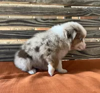 Sam, a male Miniature Australian Shepherd for sale in Honey Grove, TX – 4 of 10