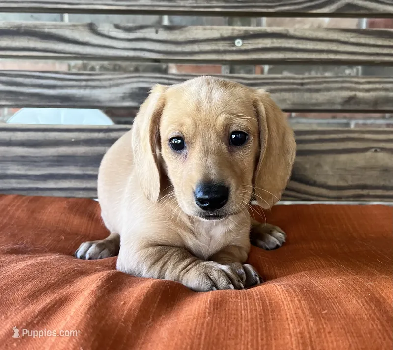 Jax – Miniature Dachshund puppy for sale in Honey Grove, TX