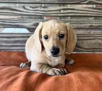 Jax, a male Miniature Dachshund for sale in Honey Grove, TX – 1 of 10