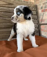 Blythe, a female Miniature Australian Shepherd for sale in Honey Grove, TX – 10 of 10