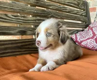 Gus, a male Miniature Australian Shepherd for sale in Honey Grove, TX – 9 of 9