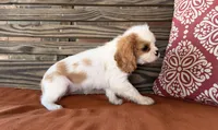 Darla , a female Cavalier King Charles Spaniel for sale in Honey Grove, TX – 6 of 8